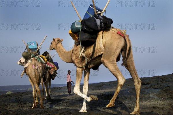 Camel caravan carrying luggage on the descent in the desert landscape, zero
