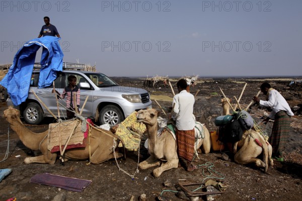 Unloading a camel caravan next to a land cruiser in the desert, Dodom, Erta Ale, Ethiopia