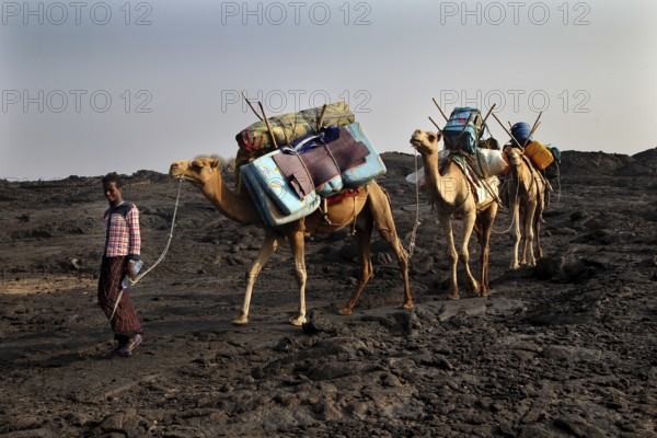 A camel caravan descends Erta Ale volcano loaded with luggage, Erta Ale, Afar, Ethiopia