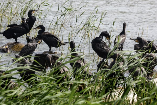 Cormorants gather on the banks of the Curonian Lagoon surrounded by reeds, Nida, Curonian Spit, Lithuania