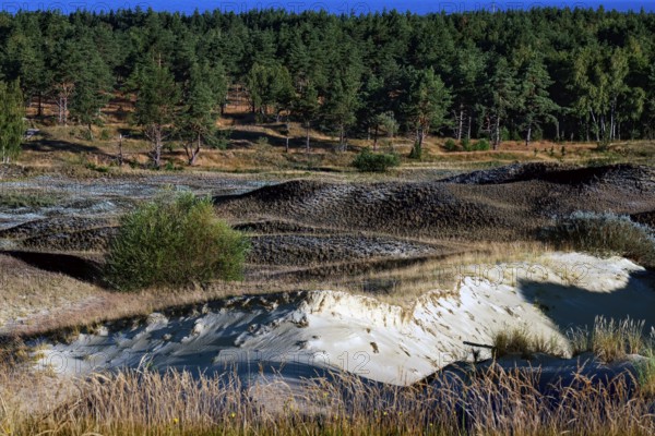 View of sand dunes with dense vegetation and coastal forest landscape, Nagliai, Lithuania