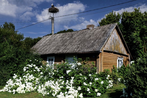 Charming wooden house in Seredzius with lush garden and stork nest, Seredzius, Lithuania