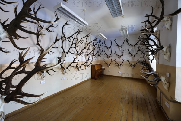 Raudonn castle room with numerous deer antlers on the walls, Raudonn, Lithuania