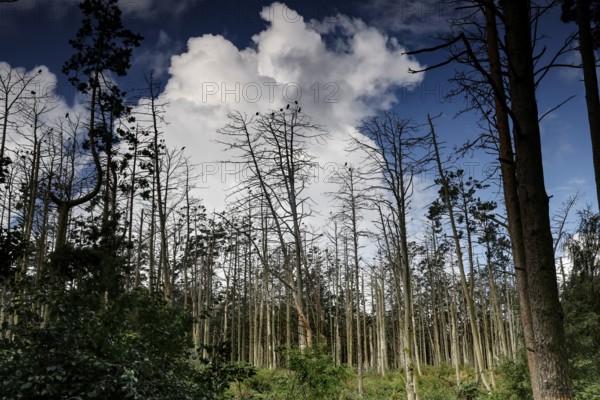 Dead trees in the Juodkrante cormorant colony against a cloudy sky, Juodkrante, Lithuania