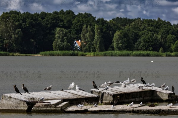 Birds on a wooden walkway in the lagoon near Pervalka, surrounded by cloudy sky, Pervalka, Lithuania
