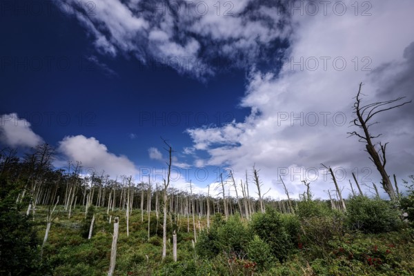 Cormorant colony in Juodkrante with dead trees against a blue sky, Juodkrante, Lithuania