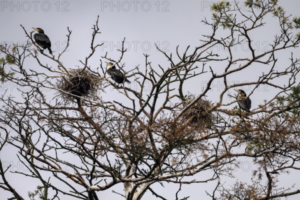 Cormorants in their nests on bare branches of a large treetop, Juodkrante, Klaipeda, Lithuania