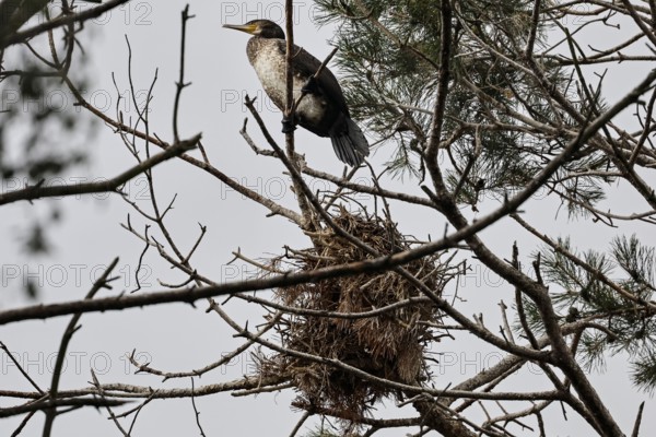 A cormorant sits next to a nest on a branch of a tree, Juodkrante, Klaipeda, Lithuania