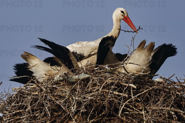 Stork with young animals in nest, late summer sky in Siauliai, Siauliai, Lithuania