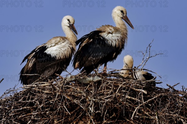 Storks nest in a large nest surrounded by clear blue sky, Siauliai, Lithuania