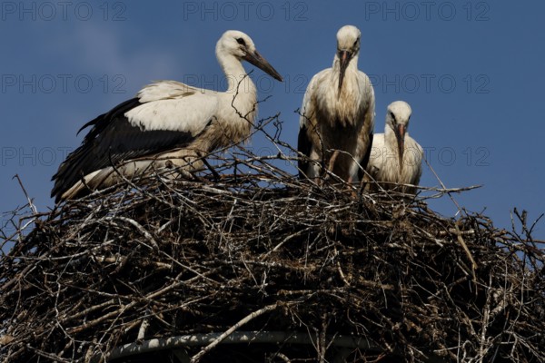 Storks nesting against a blue sky near Seredzius, Seredzius, Jurbarko rajono Savivaldybe, Lithuania