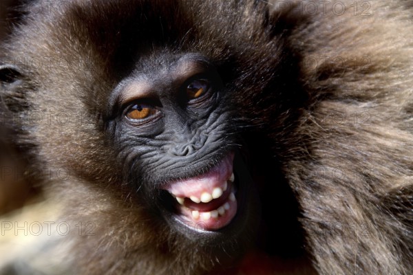 Close-up of a smiling Gelada monkey with brown fur, zero
