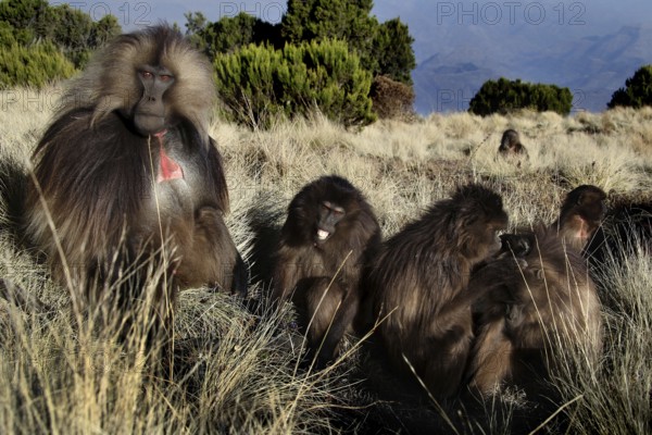 Gelada monkey family sitting in a meadow in a mountainous area, zero