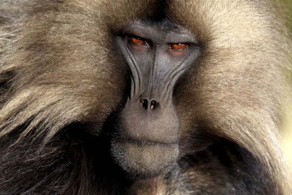 Close-up of a Gelada monkey with expressive face and brown fur, zero