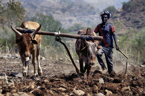 Farmer with oxen ploughs the field in the Semien Mountains