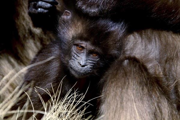 Gelada monkey young animal snuggling up in a group in a meadow, zero