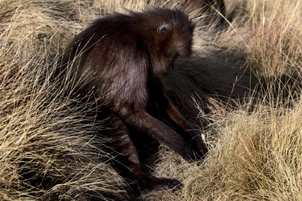 A resting gelada monkey amidst thick clumps of grass in Semien National Park, Semien Mountain National Park, Ethiopia