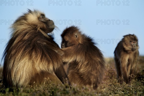 A group of gelada monkeys reunited in Semien National Park, Semien Mountain National Park, Ethiopia