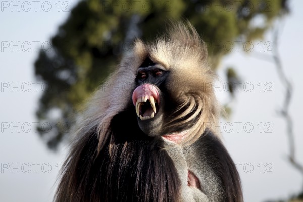The Gelada monkey shows an intense facial expression in Semien National Park, Semien Mountain National Park, Ethiopia