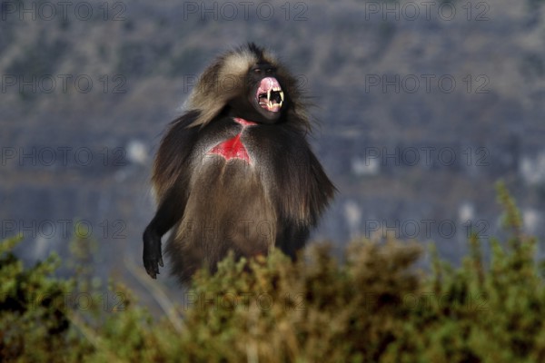 A calling gelada monkey stands out in front of a vast landscape, Semien Mountain National Park, Ethiopia