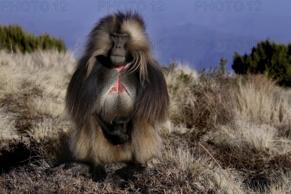 A gelada monkey stands proudly in the countryside of Semien Mountain National Park, Semien Mountain National Park, Ethiopia