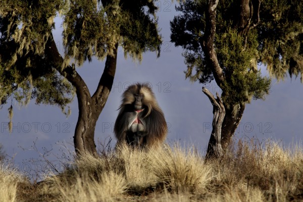 A gelada monkey sits among trees in Semien Mountain National Park, Semien Mountain National Park, Ethiopia