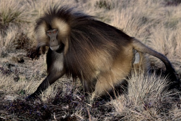A gelada monkey moves through the grasses of Semien Mountain National Park, Semien Mountain National Park, Ethiopia