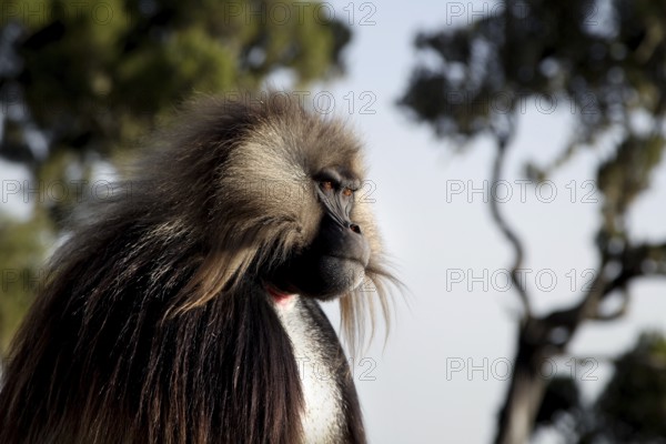 A Gelada monkey in profile with sunny landscape in the background, Semien Mountain National Park, Ethiopia