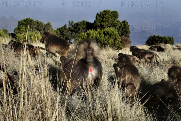 Group of Gelada monkeys in a mountainous landscape in a meadow, zero