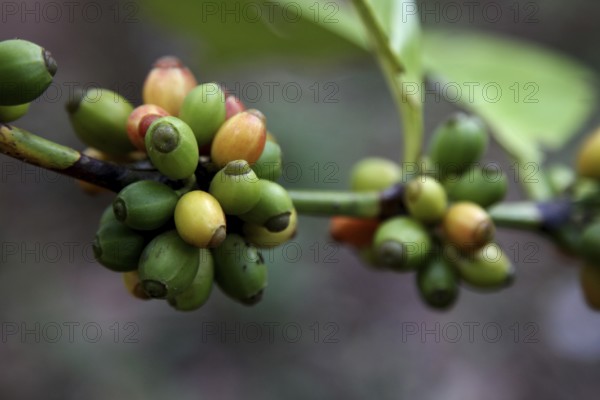 Robusta coffee beans in various stages of maturation on branches, Zanzibar, Tanzania