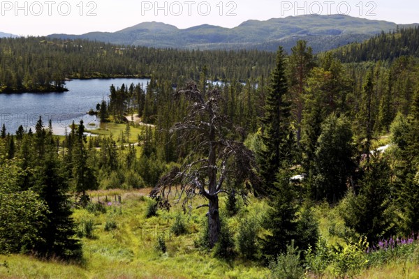 Wide landscape of Telemark with lakes and dense forests in Hardangervidda, Telemark, Norway