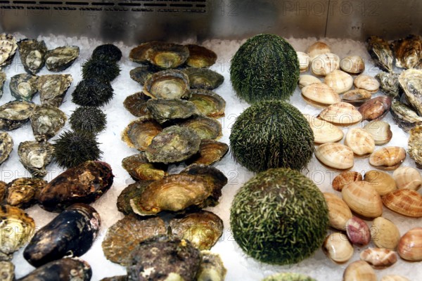 Diverse seafood artfully arranged at a fish market, Bergen, Norway