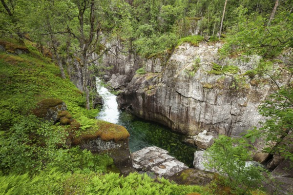 Emerald clear water flowing through a lush gorge with ferns and trees. Summer, canyon (Fauces), Vestland, Norway