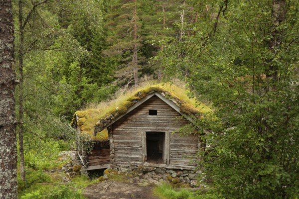 Historical cottage with green sod roof surrounded by forest. Summer, wood house (Domus lignea), Vestland, Norway