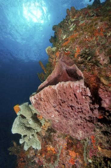 Underwater photo Large sponges (Porifera) growing on steep wall drop off in Caribbean Sea, Caribbean