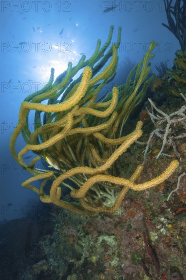 Underwater photo backlit photograph of Caribbean horn coral (Eunicea) gorgonian, Caribbean Sea, Caribbean