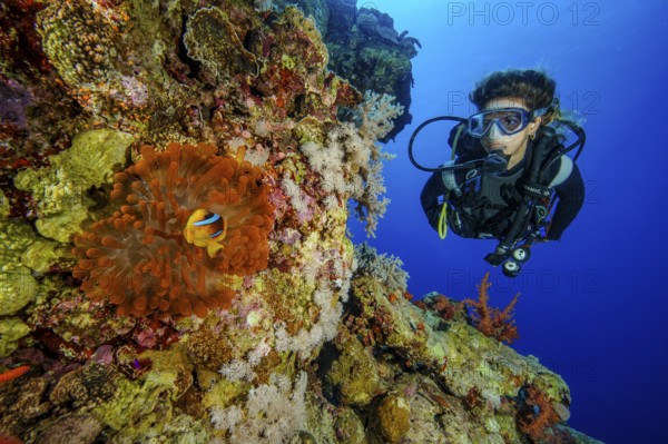 Underwater photo Diver looking at Red Sea anemonefish (Amphiprion bicinctus) lives in symbiosis shows symbiotic behaviour with copper anemone (Entacmaea quadricolor) Sea anemone Bubble anemone, Red Sea, Gulf of Suez, Sinai Peninsula, Egypt