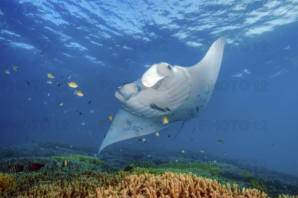 Underwater photo of Reef Manta (Mobula alfredi) Manta, devil ray, winged ray, plankton eater, hovering over cleaning station in coral reef Corals Stony corals (Scleractinia) Hard corals Staghorn corals (Acropora) in shallow water of lagoon, Pacific, Indo-Pacific, Yap Island, Yap State, Caroline Islands, FSM, Federated States of Micronesia, Australia, Oceania