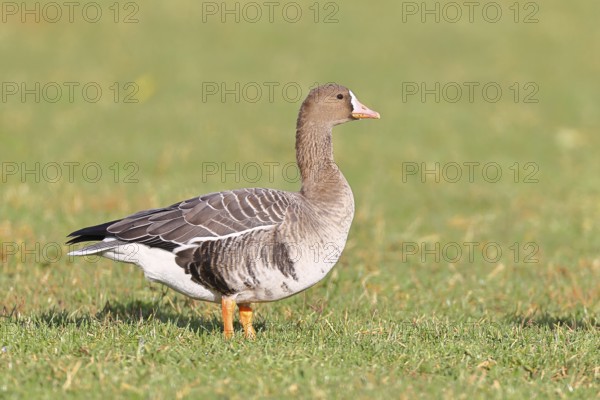 White-fronted goose (Anser albifrons), standing in a meadow in the wintering area, wildlife, Bislicher Insel nature reserve, Xanten, Lower Rhine, North Rhine-Westphalia, Germany