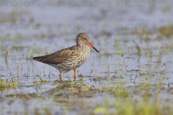 Redshank (Tringa totanus) standing on a flooded meadow, snipe bird, spring, wildlife, Hüde, Ochsenmoor, Dümmer See, Hüde, Lower Saxony, Germany