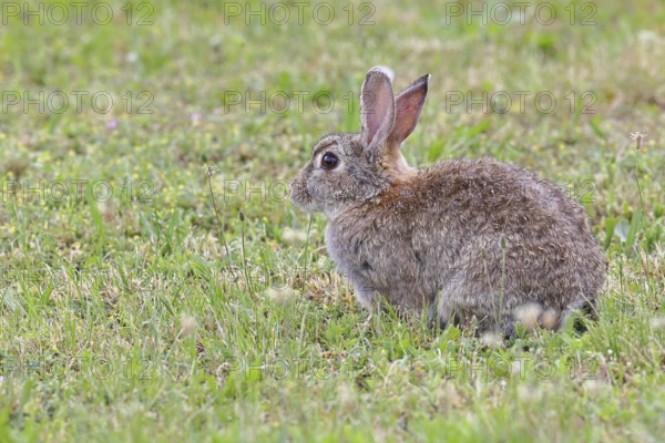 Wild rabbit (Oryctolagus cuniculus), sitting in a meadow, adult, alert, wildlife, animals, rodent, Podersdorf, Lake Neusiedl-Seewinkel National Park, Burgenland, Austria