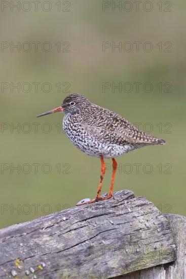 Redshank (Tringa totanus) standing on a pasture fence post, snipe bird, spring, wildlife, Hüde, Ochsenmoor, Dümmer See, Hüde, Lower Saxony, Germany