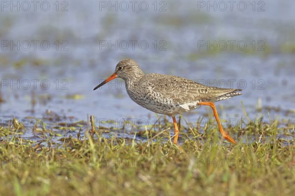 Redshank (Tringa totanus) walking on a flooded meadow, snipe bird, spring, wildlife, Hüde, Ochsenmoor, Dümmer See, Hüde, Lower Saxony, Germany