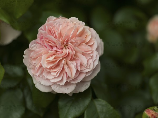 English rose flower, beetrose, local garden, East Frisia, Germany