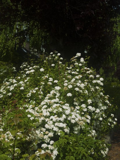 Ornamental shrubs (Spiraea vanhouttei), garden, very beautiful flowers, plant, planted in a group, East Frisia, Germany