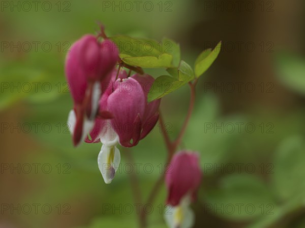 Watering heart (Lamprocapnos spectabilis), heart flower, perennial plant, spring-flowering plant, East Frisia, Germany