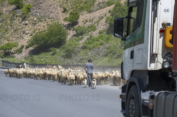 Shepherd leads a flock of sheep along a road, a truck passes by, green hills in the background, Kvemo Mleta, Mtskheta-Mtianeti region, Georgian Military Highway, High Caucasus, Georgia