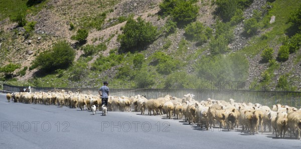 Shepherd drives a large flock of sheep along a road through a green landscape, Kvemo Mleta, Mtskheta-Mtianeti region, Georgian Military Route, High Caucasus, Georgia