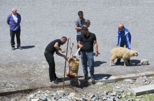 Men work on a sheep slaughtering on a rocky ground, bloody spots concentric, slaughter of sheep, Kvemo Mleta, Mtskheta-Mtianeti region, Georgian Military Highway, High Caucasus, Georgia