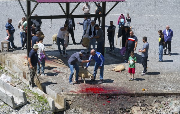 Men are visible at a sheep slaughter event, traces of blood, rural square, slaughter of sheep, Kvemo Mleta, Mtskheta-Mtianeti region, Georgian Military Highway, High Caucasus, Georgia